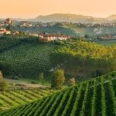 MONFERRATO astigiano a caccia ai tartufi!